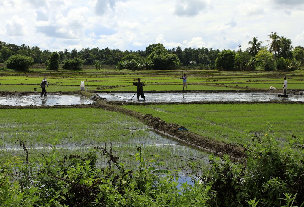 Sri Lanka - Sigiriya - a work on rice fields