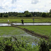 Sri Lanka - Sigiriya - a work on rice fields