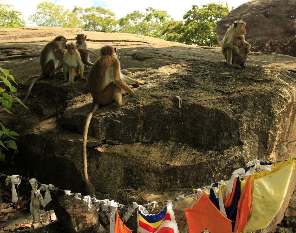 Sri Lanka monkeys