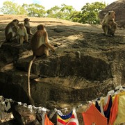 Sri Lanka monkeys