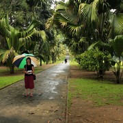 Sri Lanka - Paula in Peredeniya Botanical Garden (Kandy)