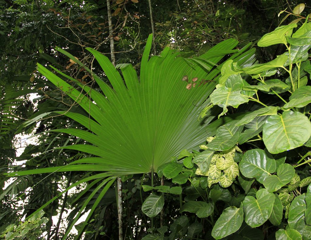 Sri Lanka - Kandy - Peredeniya Botanical Garden 01