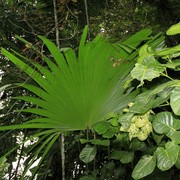 Sri Lanka - Kandy - Peredeniya Botanical Garden 01