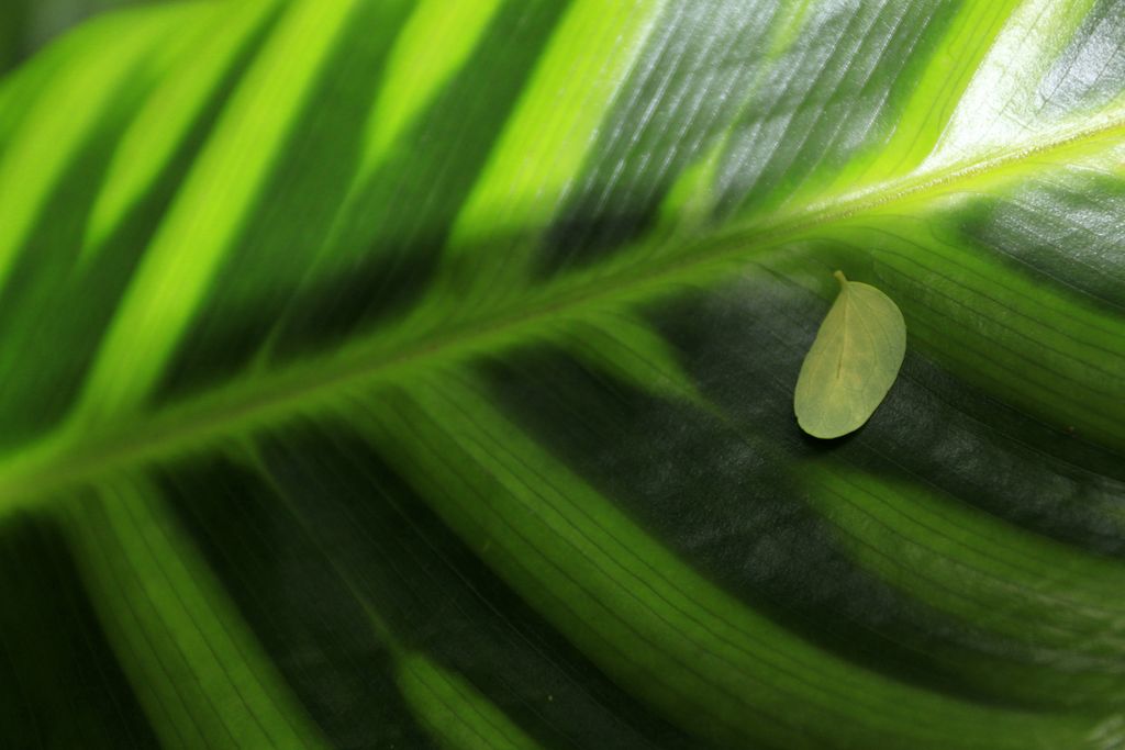 Sri Lanka - Kandy - Peredeniya Botanical Garden 04