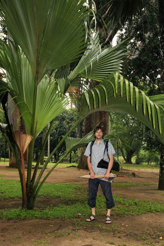 Sri Lanka - Brano in Peredeniya Botanical Garden (Kandy)