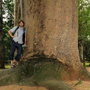 Sri Lanka - Brano in Peredeniya Botanical Garden