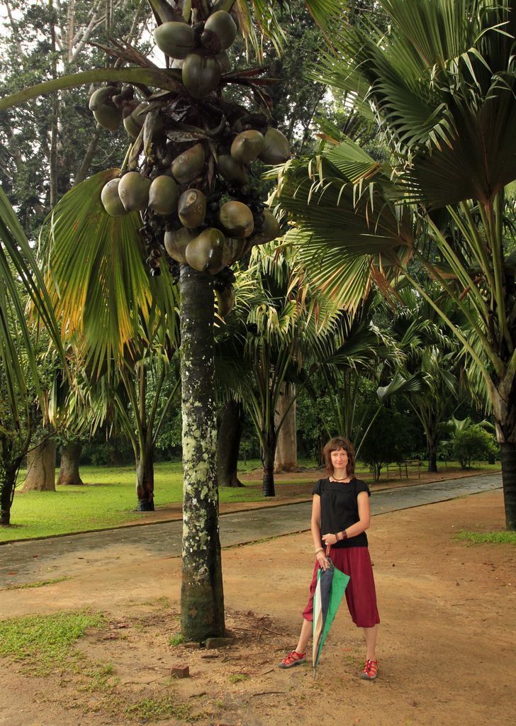 Sri Lanka - Paula under the tree with the biggest seeds