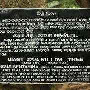 Sri Lanka - Giant Java Willow Tree