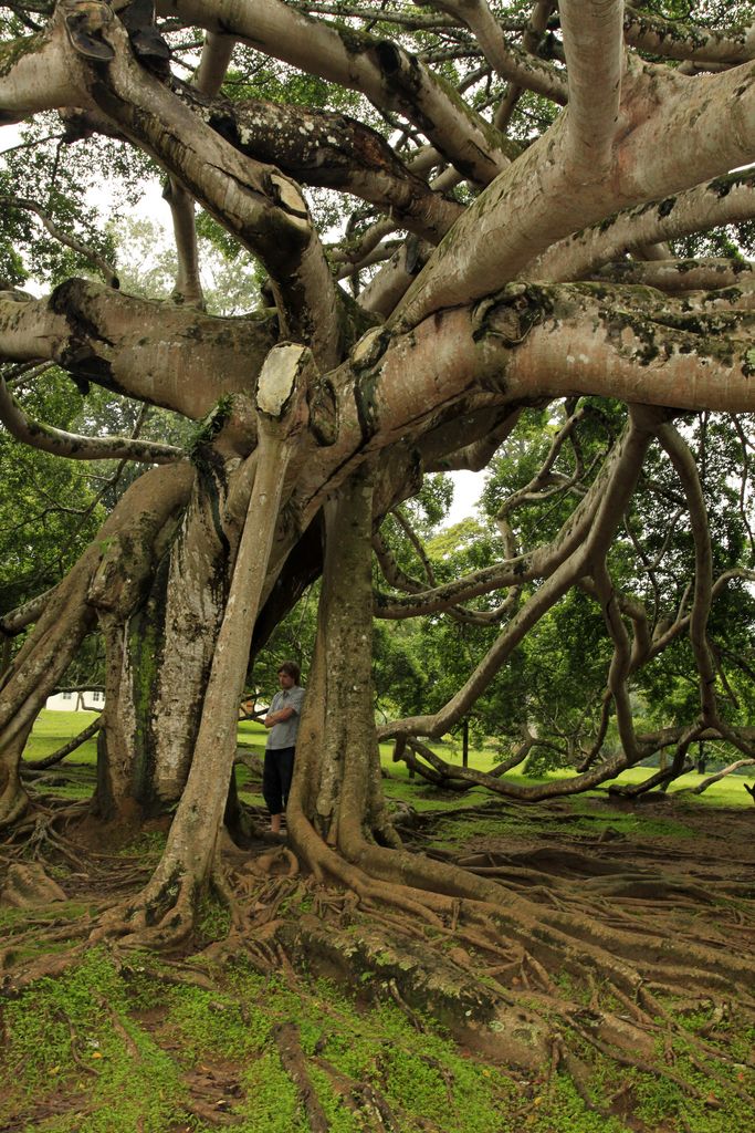 Sri Lanka - Giant Java Willow Tree in Peredeniya Botanical Garden