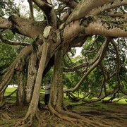 Sri Lanka - Giant Java Willow Tree in Peredeniya Botanical Garden