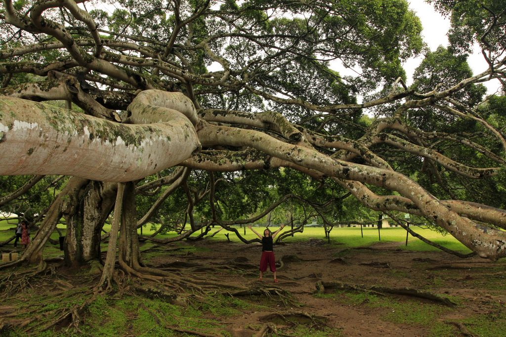 Sri Lanka - Paula under a Giant Java Willow Tree