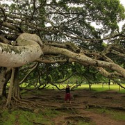 Sri Lanka - Paula under a Giant Java Willow Tree