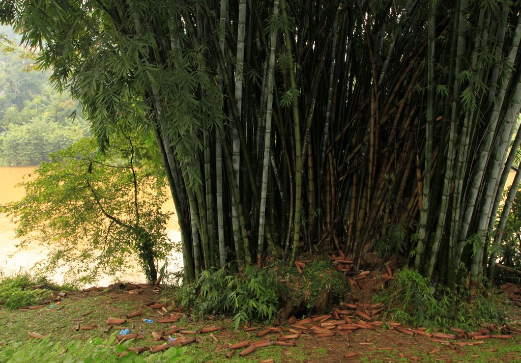 Sri Lanka - a Giant Bamboo