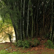 Sri Lanka - a Giant Bamboo