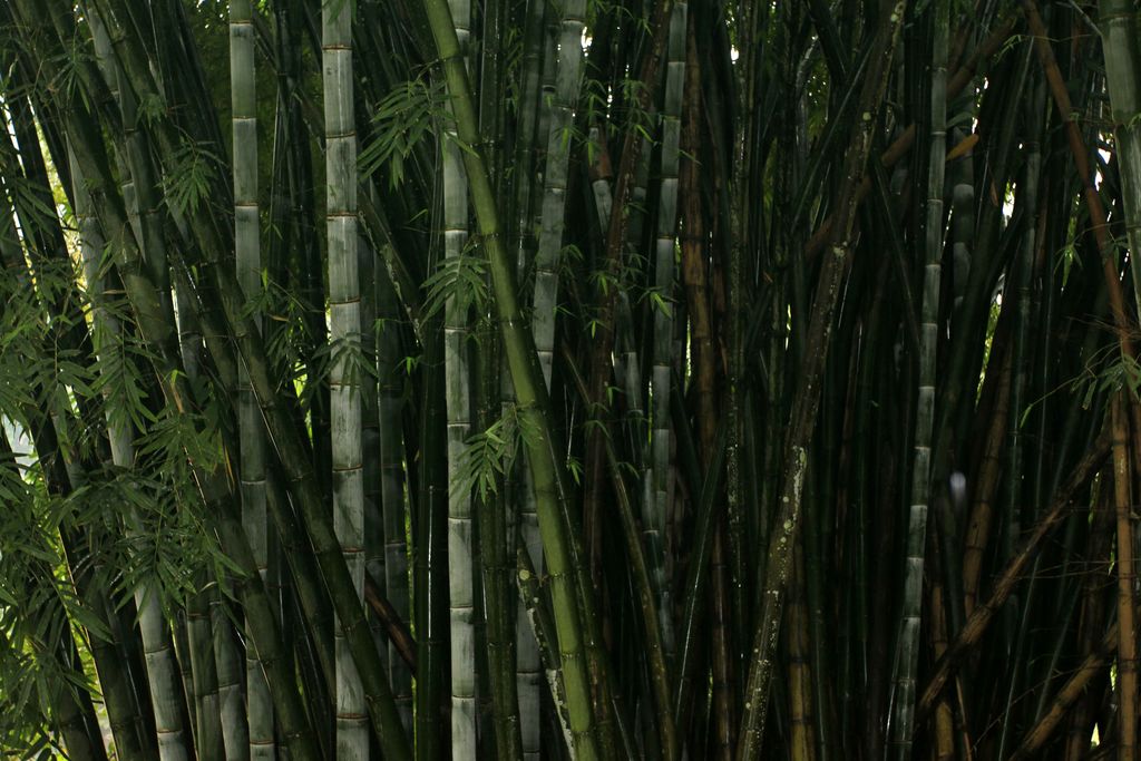 Sri Lanka - Kandy - a Giant Bamboo