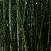 Sri Lanka - Kandy - a Giant Bamboo