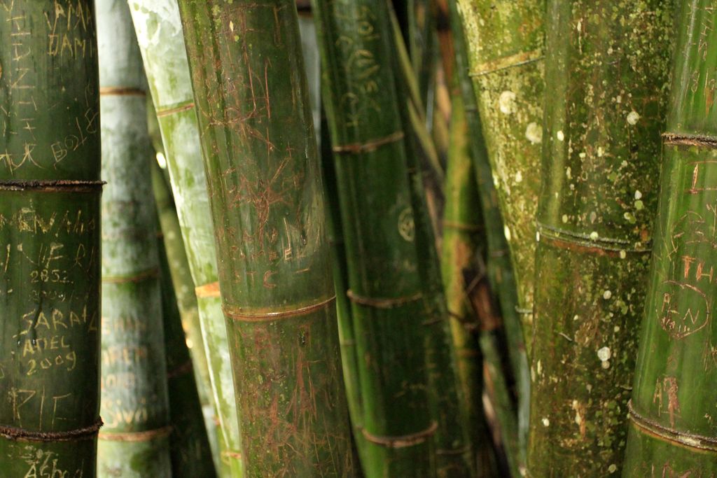 Sri Lanka - a Giant Bamboo detail