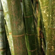 Sri Lanka - a Giant Bamboo detail