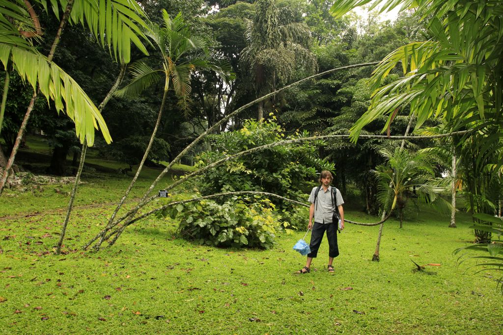 Sri Lanka - Kandy - Brano in Peredeniya Botanical Garden