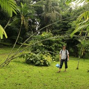 Sri Lanka - Kandy - Brano in Peredeniya Botanical Garden