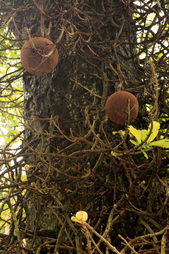 Sri Lanka - a canon ball tree