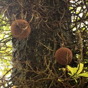 Sri Lanka - a canon ball tree