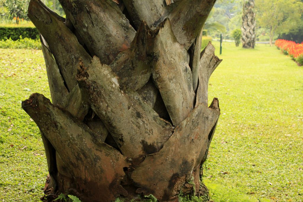 Sri Lanka - a palm detail