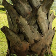 Sri Lanka - a palm detail