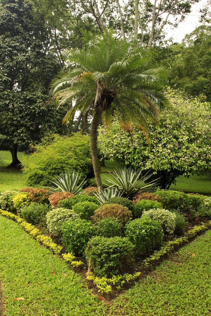 Sri Lanka - Kandy - Peredeniya Botanical Garden 07