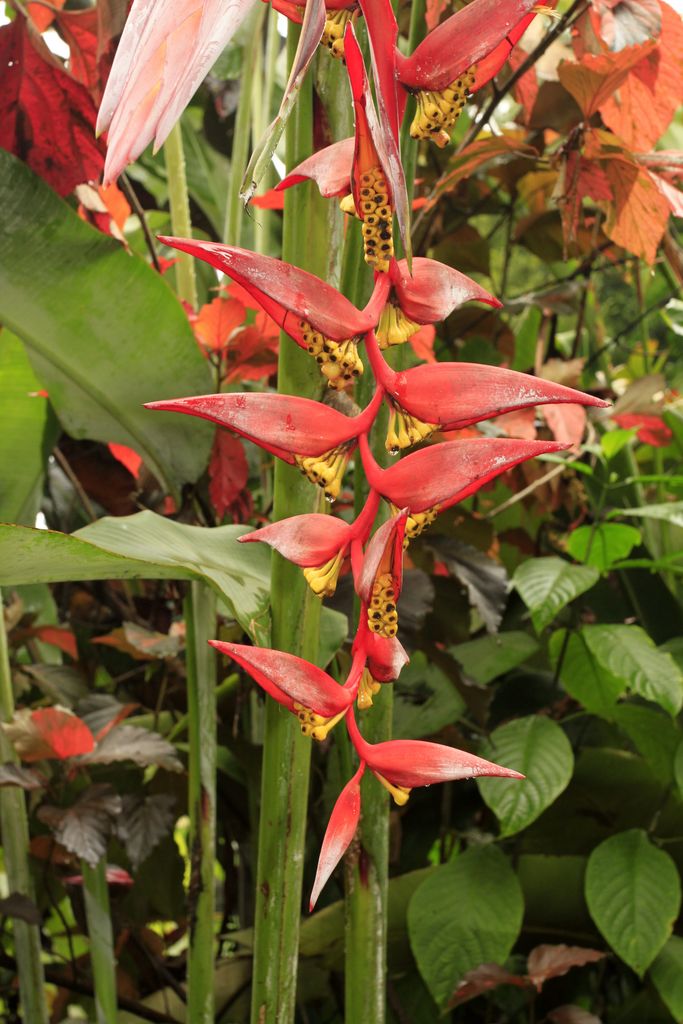 Sri Lanka - a helaconia flower