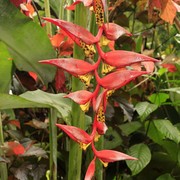 Sri Lanka - a helaconia flower