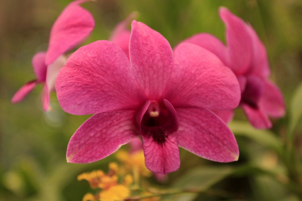 Sri Lanka - an orchid flower 01