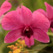 Sri Lanka - an orchid flower 01
