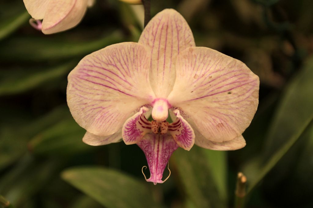 Sri Lanka - an orchid flower 02