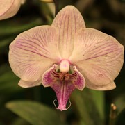 Sri Lanka - an orchid flower 02