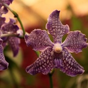 Sri Lanka - an orchid flower 03
