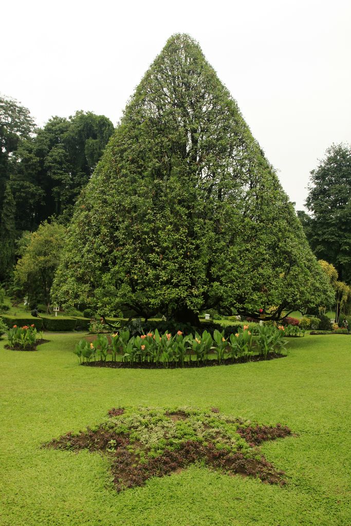 Sri Lanka - Kandy - Peredeniya Botanical Garden 11