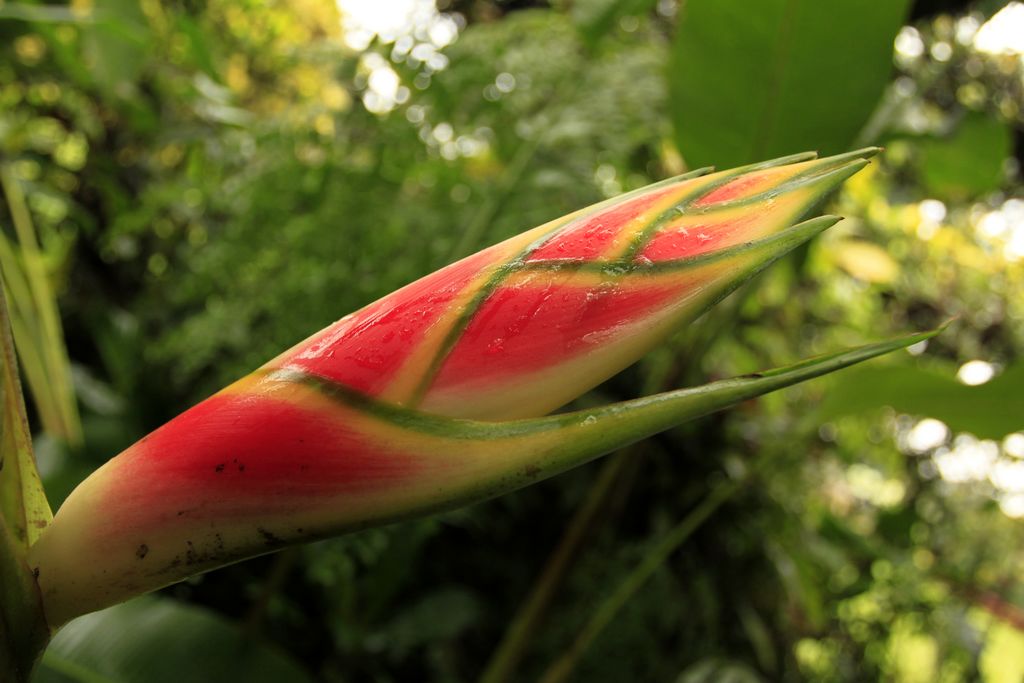 Sri Lanka - Kandy - Peredeniya Botanical Garden 12