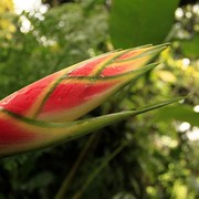 Sri Lanka - Kandy - Peredeniya Botanical Garden 12