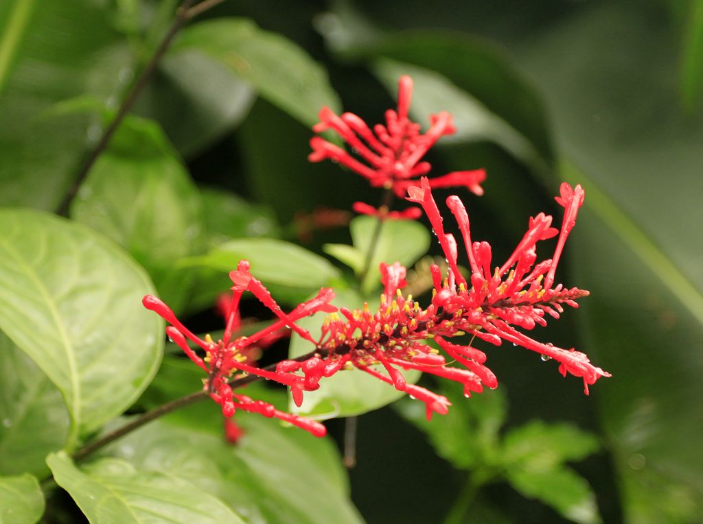 Sri Lanka - Kandy - Peredeniya Botanical Garden 15