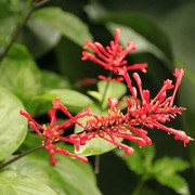 Sri Lanka - Kandy - Peredeniya Botanical Garden 15