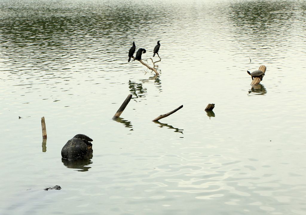 Sri Lanka - Kandy lake