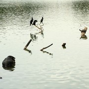 Sri Lanka - Kandy lake