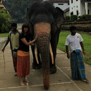 Sri Lanka - Paula touching the elephant for luckiness