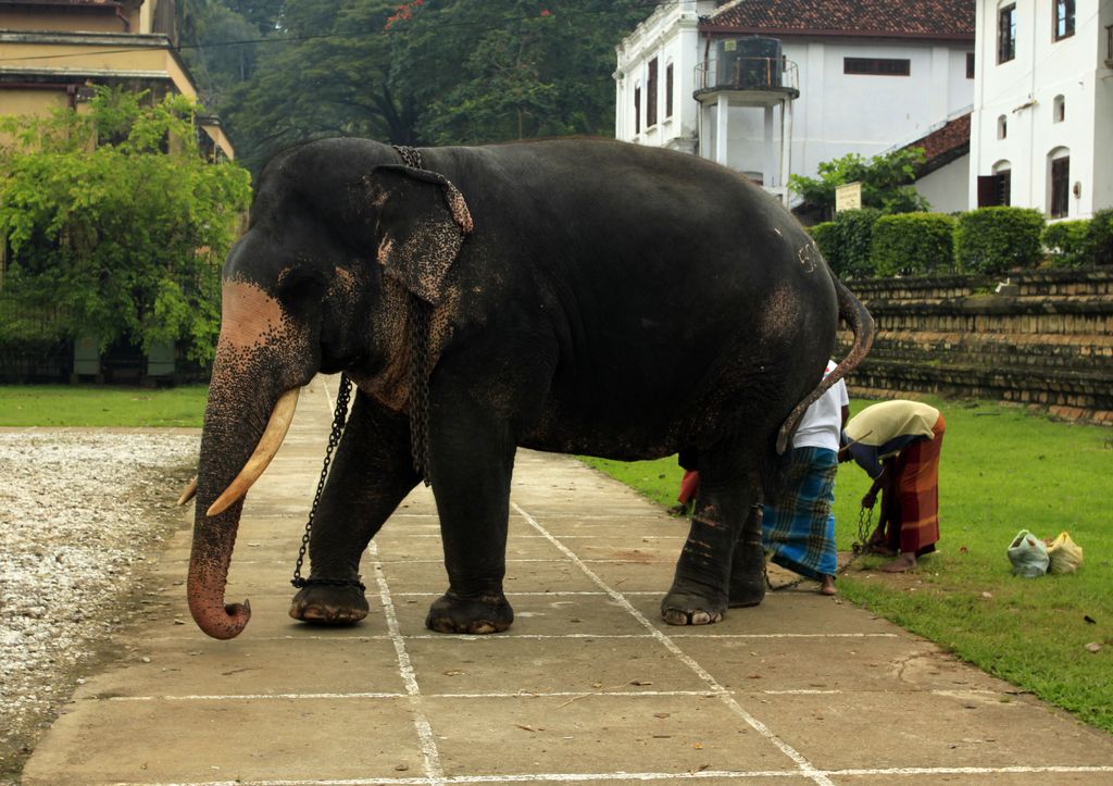 Sri Lanka - an elephant in the Temple of The Tooth Relic