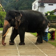 Sri Lanka - an elephant in the Temple of The Tooth Relic