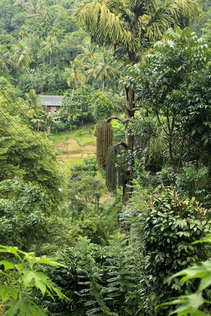 Sri Lanka - Rockhill Hermitage Centre 09