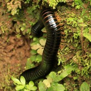 Sri Lanka's caterpillar