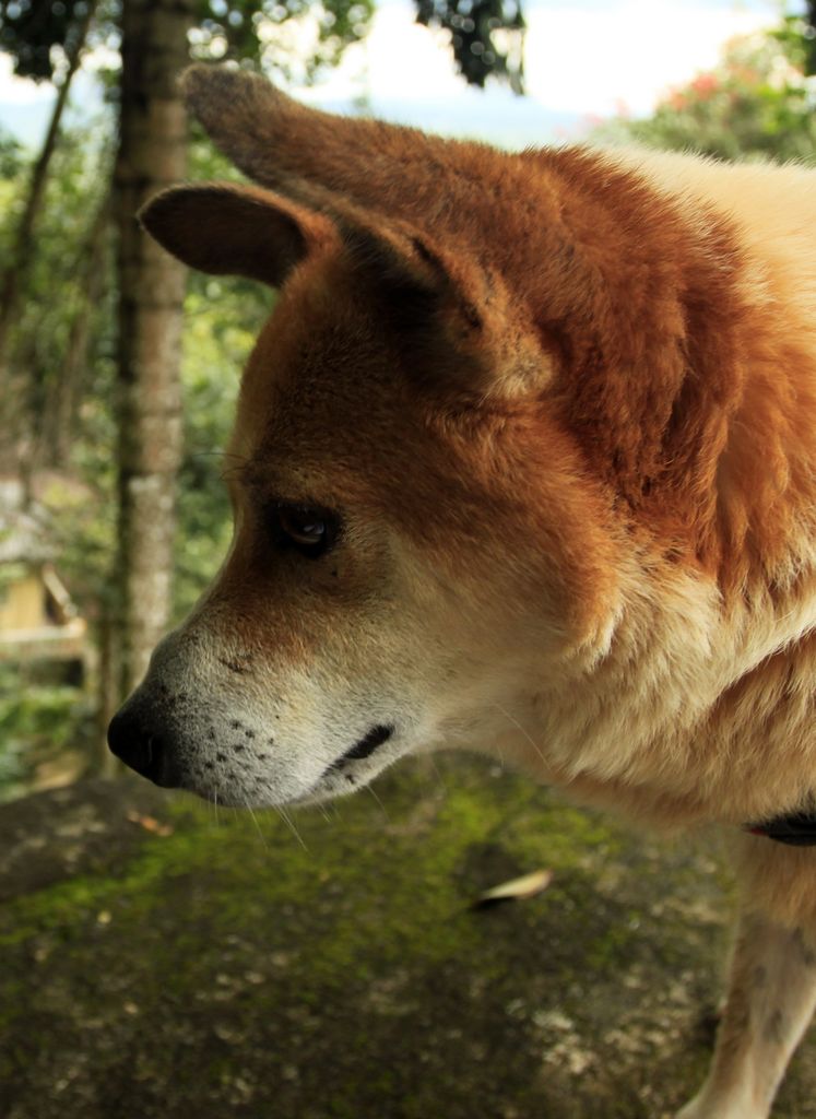 Sri Lanka - a dog called "Tiger" in Rockhill Hermitage Centre