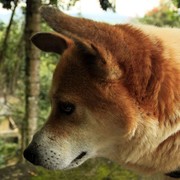 Sri Lanka - a dog called "Tiger" in Rockhill Hermitage Centre